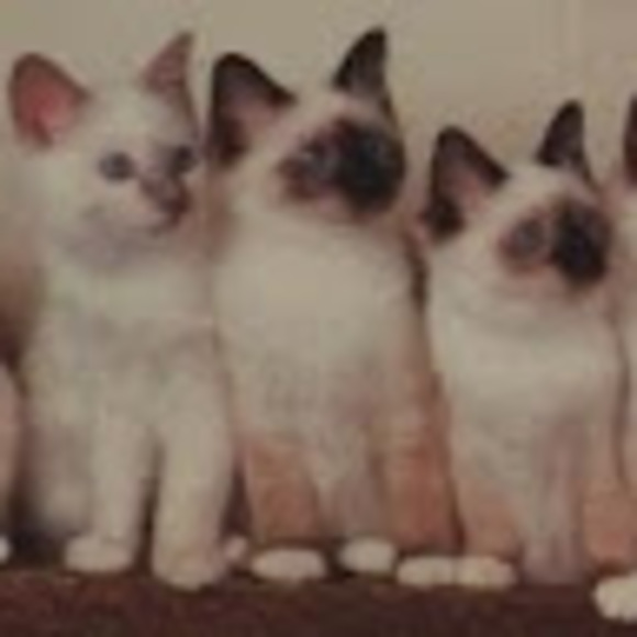 Meet your Posher, Seventh - Picture 1 of 1